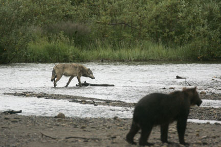 alaska brown bear and wolf photo