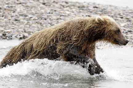 alaska brown bear chasing salmon in river photo
