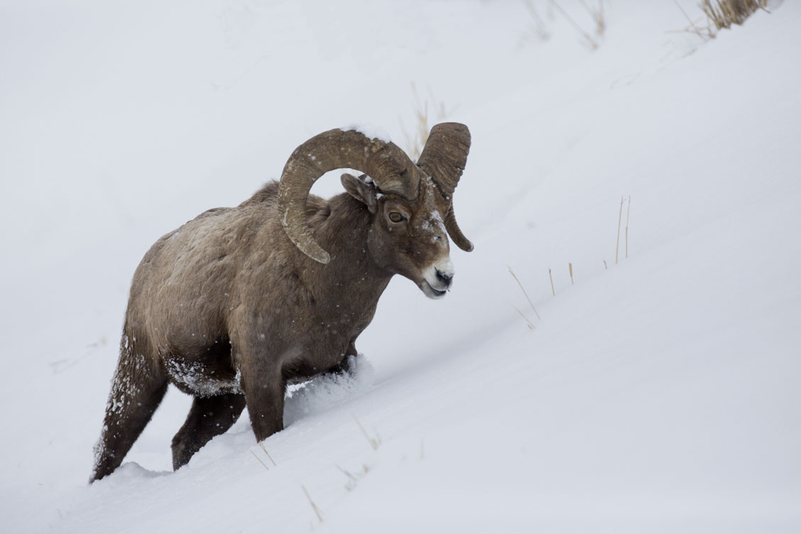 bighorn sheep ram trudging through the snow