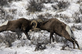 bighorn sheep head butting estes park colorado photo
