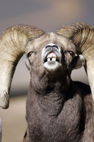 bighorn ram, sheep lip curl estes park colorado photo