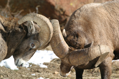 colorado bighorn sheep photography workshop