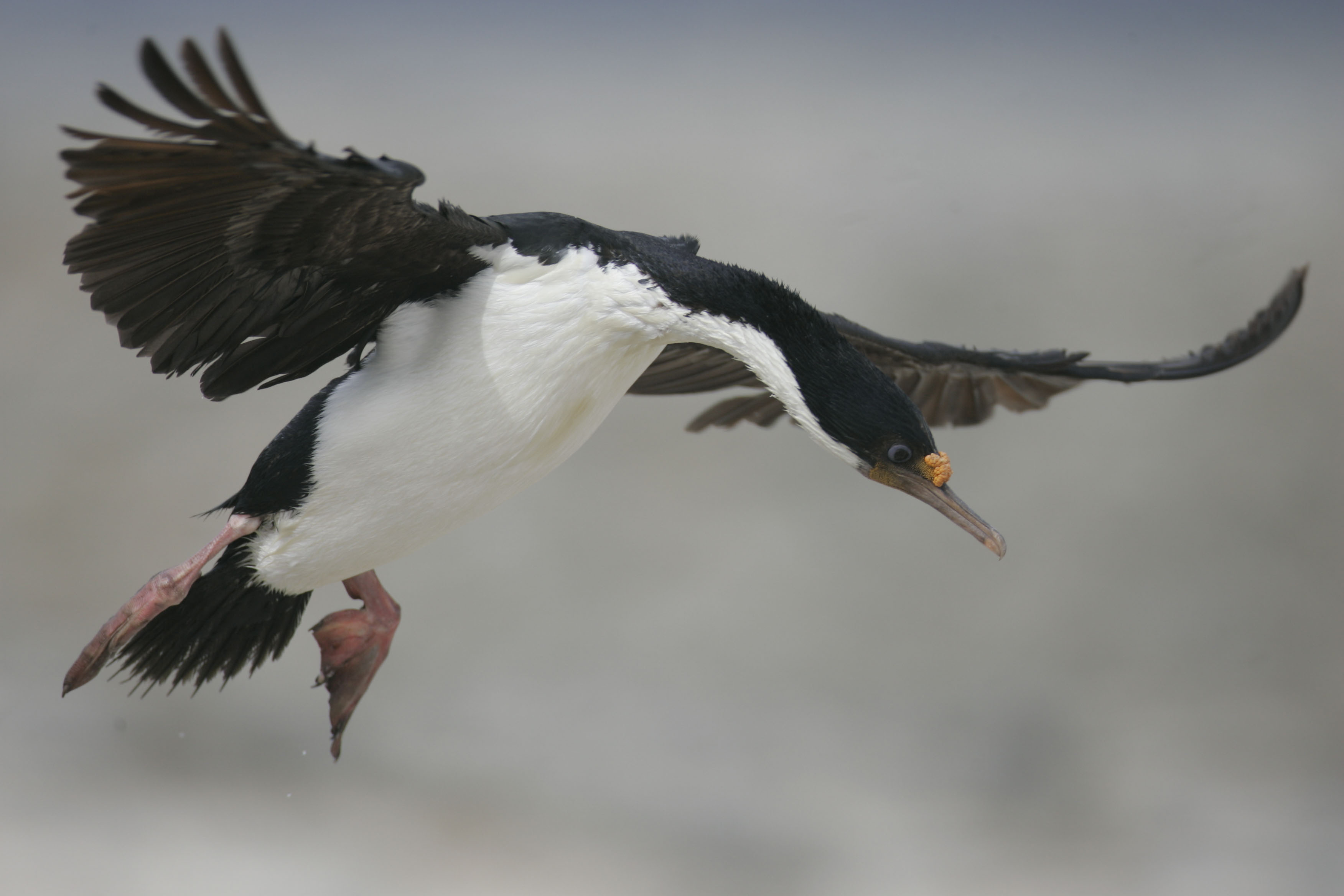 king cormorant falklands flight photography