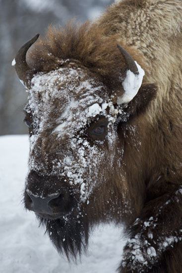 bison snow covered face