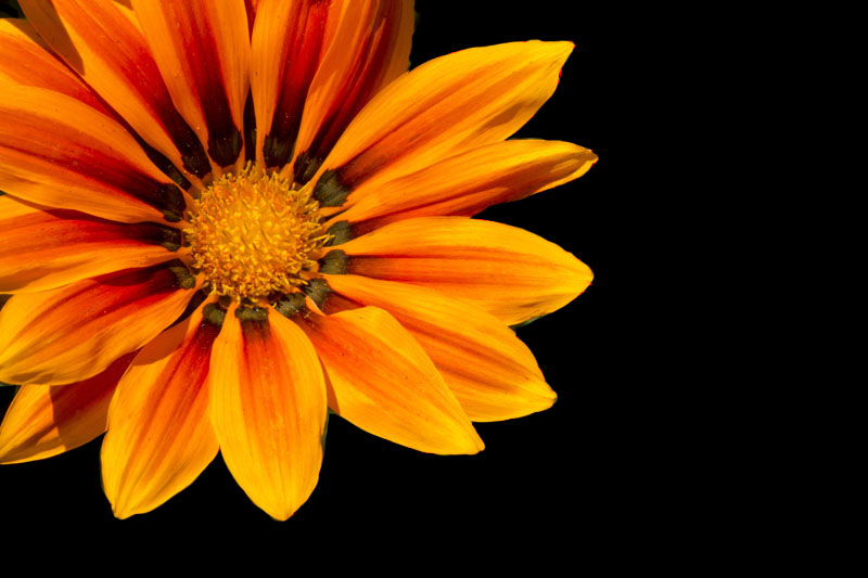 flower with blacck background