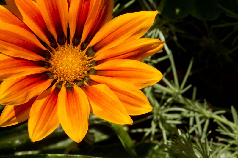 flower with cluttered background
