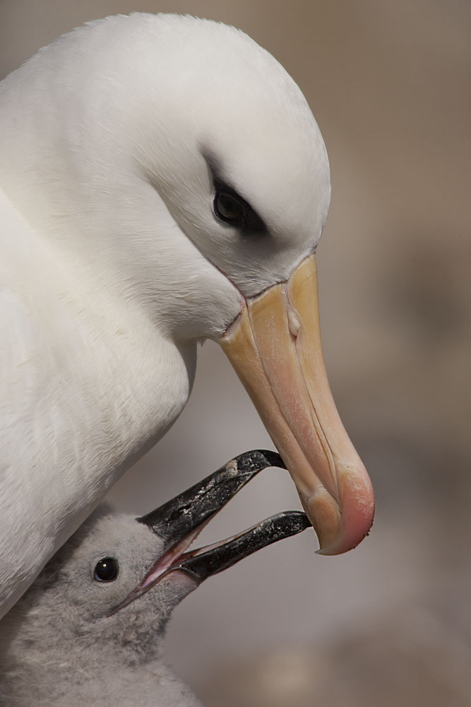 mother and baby black-browed albatross