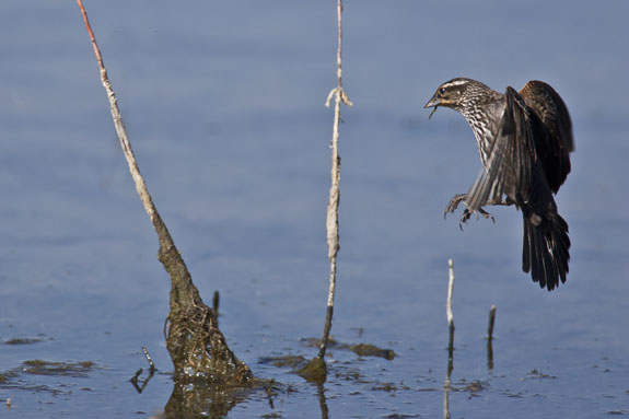 female red wing blackbird in flight