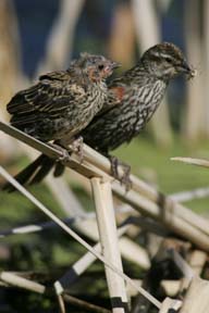 mother and baby red wing blackbird with feeding photo
