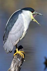 yawning black crown night heron photo