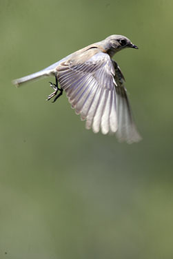 yawning black crown night heron photo