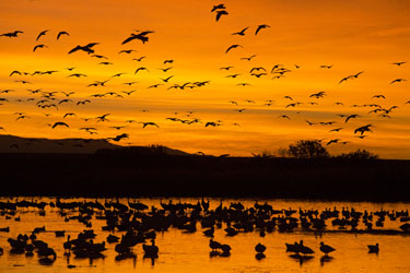 bosque snow geese sunrise photo