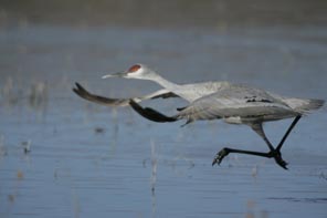 sandhill crane running on water taking flight photo