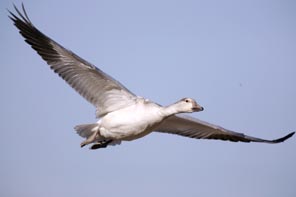 snow goose in flight bosque del apache photo