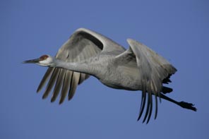 sandhill crane in flight photo