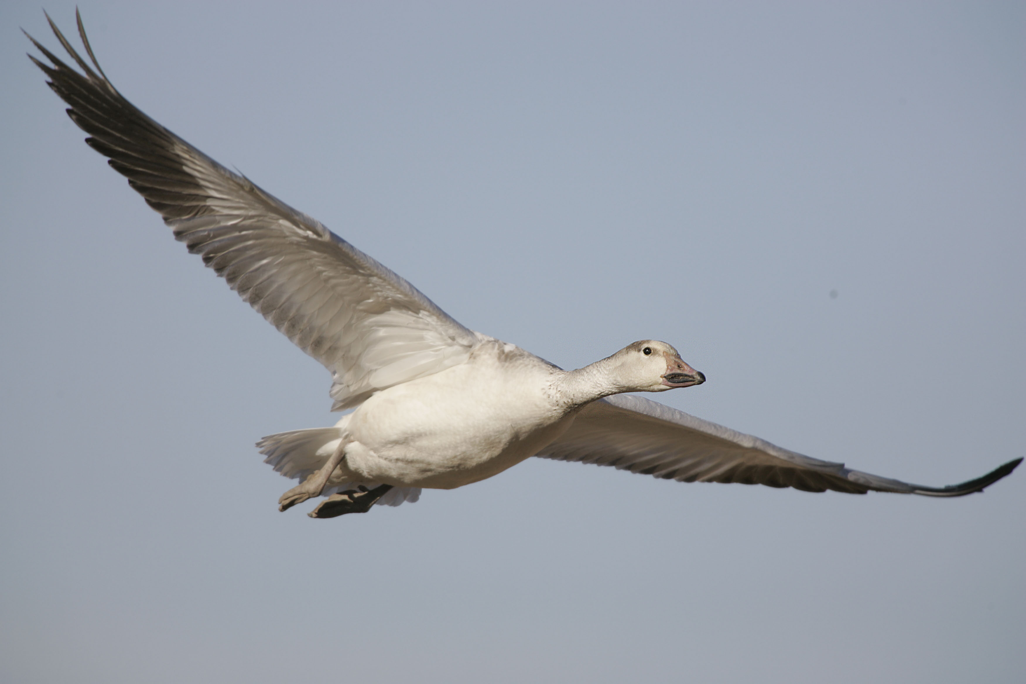snow goose in flight
