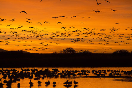 snow geese before sunrise at bosque del apache