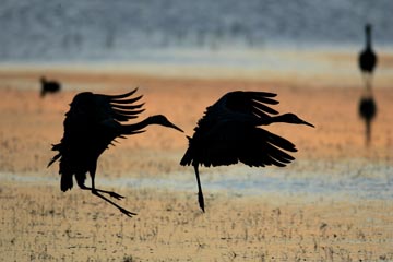 sandhill crane silhouetted flight photo