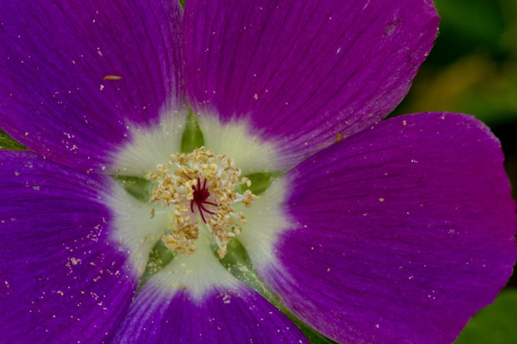 pollen detail on flower