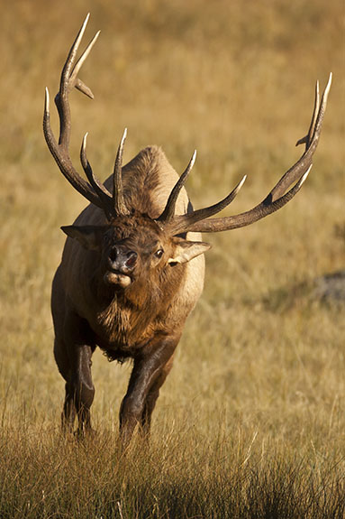 bull elk charge