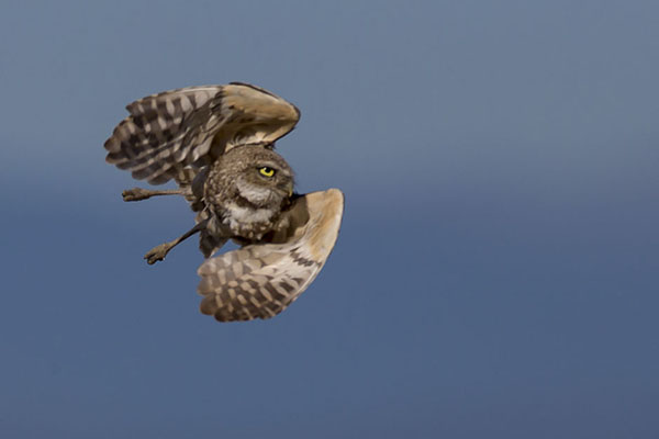 burrowing owl in flight