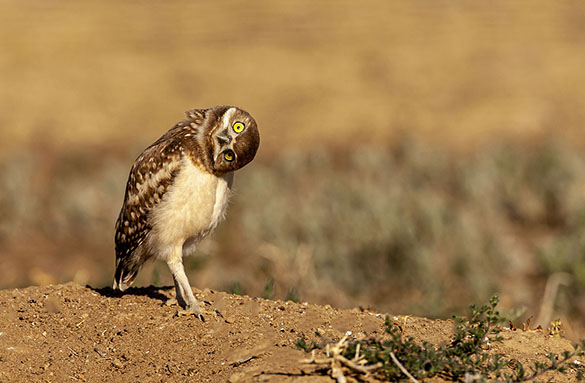 burrowing owl with hear turned