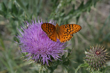 colorado butterfly on thistle wildflower photo