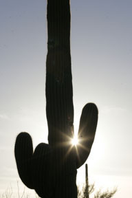 saguaro cactus and sun star photograph, sacuaro cactus in bloom arizona photo workshop