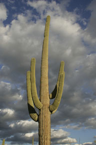 sonoran desert arizona saguaro cactus photo