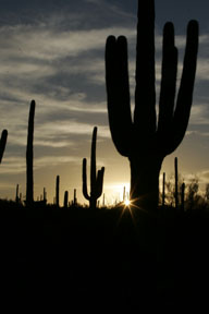 sonoran desert arizona saguaro cactus sunrise photo