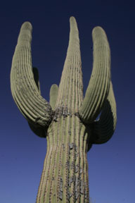 saguaro cactus photograph, sacuaro cactus in bloom arizona photo workshop