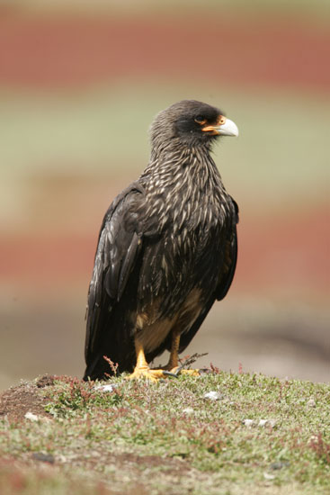 striated caracara falkland islands