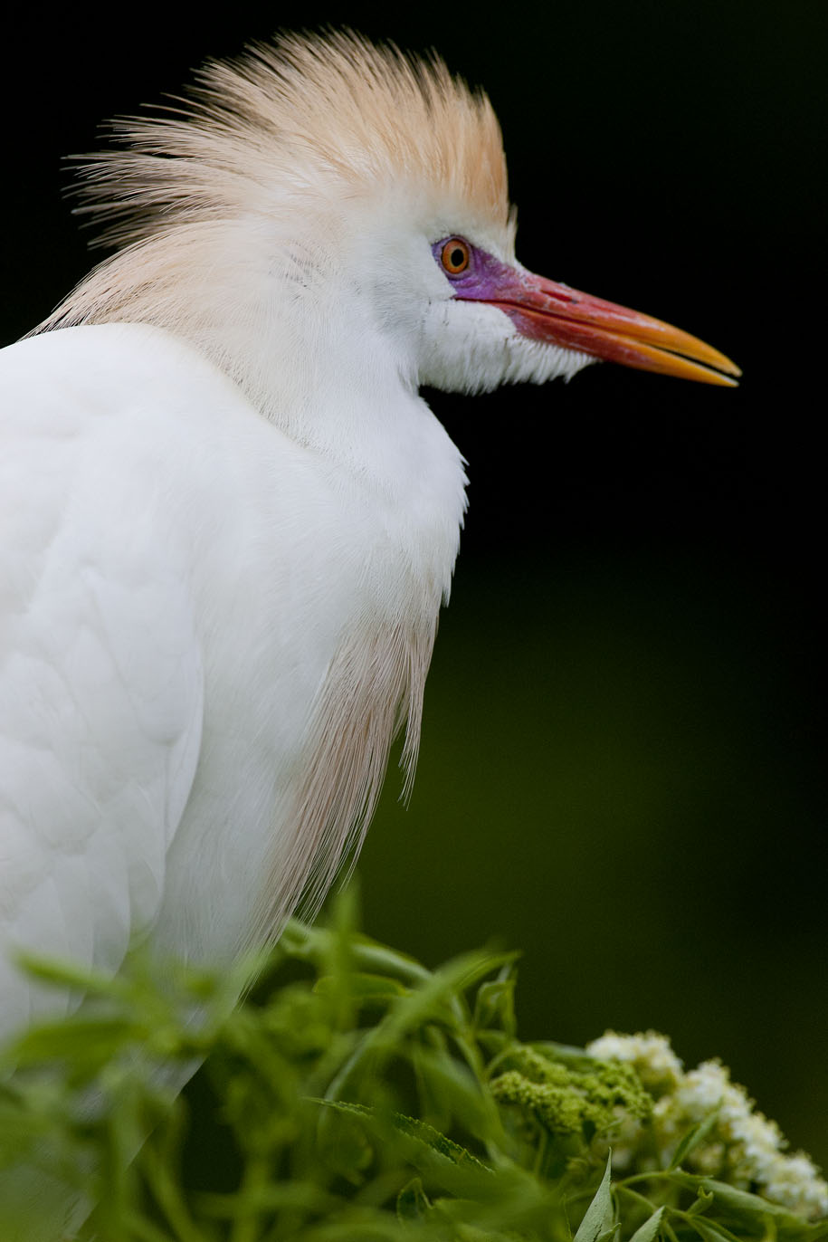 cattle egret gatorland