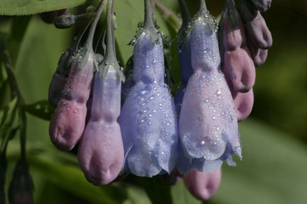  raindrops on chiming bells colorado wildflowers photo