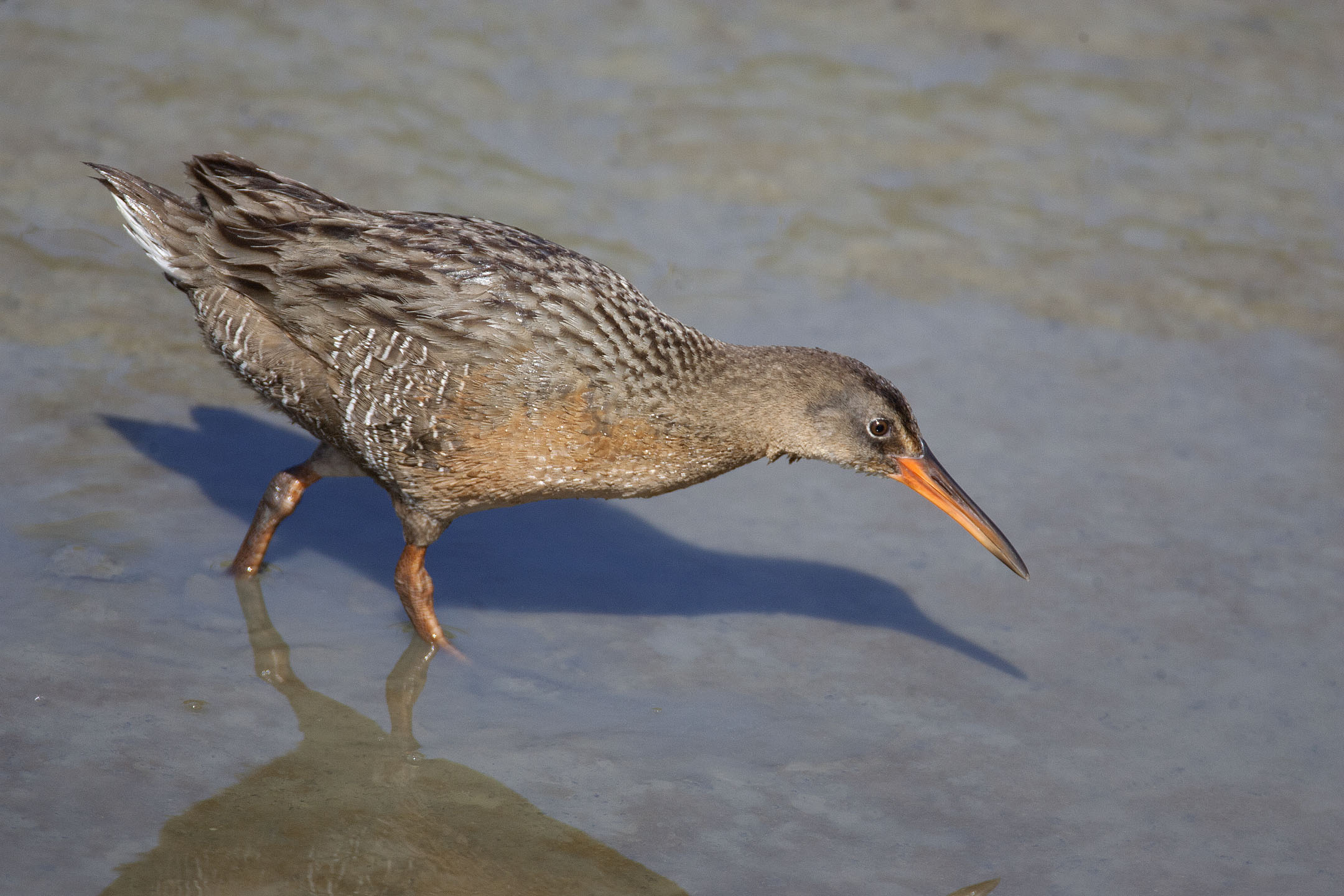endangered species clapper rail