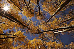 looking up through aspens sun star coloado autum fall color photo