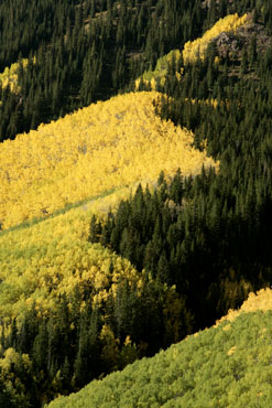 aspens and pine patterns coloado autum fall color photo