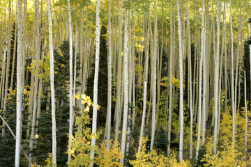 aspen boles trunks coloado autum fall color photo
