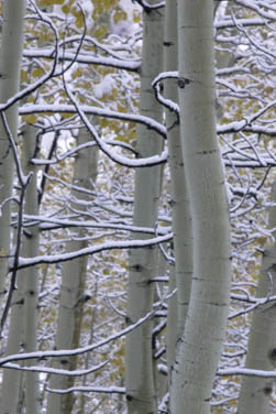 aspen trees with snow coloado autum fall color photo