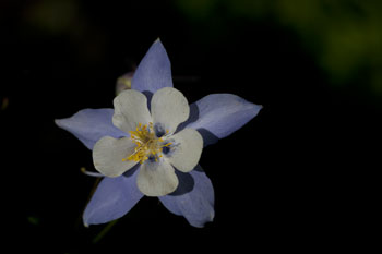 colorado blue columbine colorado wildflowers photo