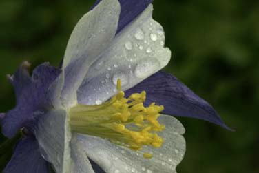 colorado columbine with raindrops photo