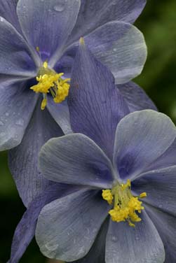colorado blue columbine wildflower photo