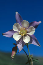 colorado blue columbine wildflower photo