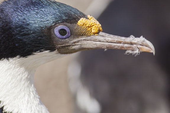 king cormorant head shot