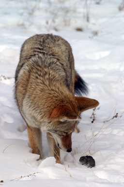 coyote looking down at vole