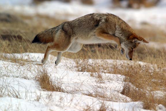 coyote pouncing in snow for meal rocky mountain national park colorado photo, wildlife behavior