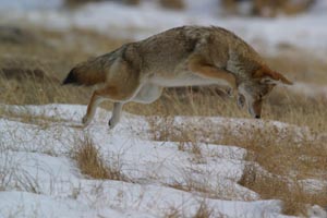 coyote pouncing photo