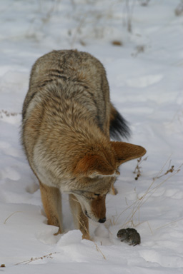 coyote looking at vole in snow for meal rocky mountain national park colorado photo