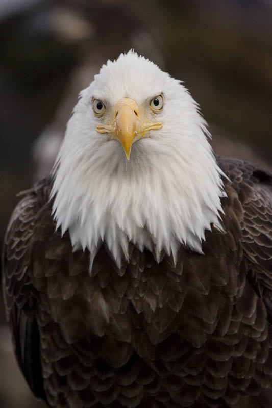 snow goose landing bosque del apache