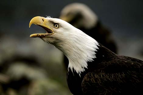 bald eagle dutch harbor alaska photo